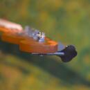 Fender Jazz Bass Tomomi MIJ 2022