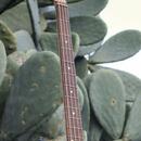 Fender Precision American Highway 2007 neck