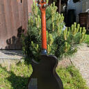 Godin Summit Classic SG.