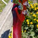 1970' Gibson SG Standard - možná výměna za Ford Focus