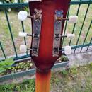 Kytara    Rex Archtop (Graubner 1960)
