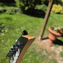 Jackson JS12 Dinky Krk