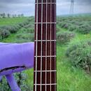 F bass 