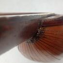 MANDOLÍNA NEAPOLSKEHO TYPU