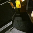 Detail spoje krku a těla černé elektrické kytary v černém kufru. Na zlatém spojovacím plechu je nápis Squier. Povrch kytary je vysoce lesklý a zrcadl…