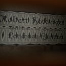 Fotografie zachycuje papírový štítek s nápisy v dekorativním písmu. V horní části je čitelně napsáno „Mobetti Holberger's“. Spodní řádky textu jsou r…