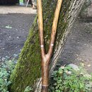 Dřevěný nástroj ve tvaru vidlice s hladkým, lakovaným povrchem v hnědé barvě. Na dřevě jsou vyryty ornamentální vzory a v dolní části je viditelný úz…