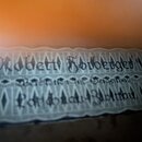 Detailní záběr na štítek nalepený na hnědém dřevěném povrchu. Na štítku je v dekorativním písmu uveden nápis „Robert Forberger“. Pod tímto jménem jso…