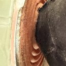 Detailní záběr na reproduktor s hnědou, žebrovanou membránou. Střed reproduktoru je zakrytý černým, texturovaným materiálem. Povrch membrány vykazuje…